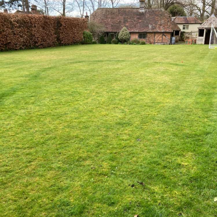 Lawn feeding and weeding, Buckinghamshire and Oxfordshire