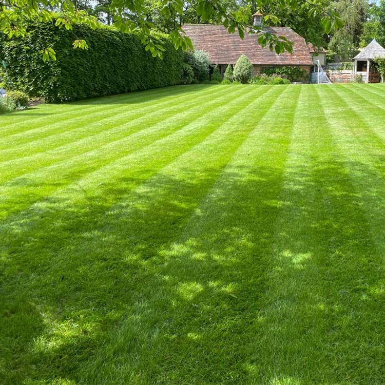 Lawn feeding and weeding, Buckinghamshire and Oxfordshire
