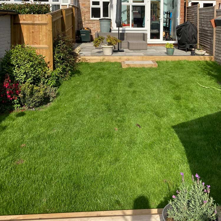 Lawn over-seeding, Buckinghamshire and Oxfordshire