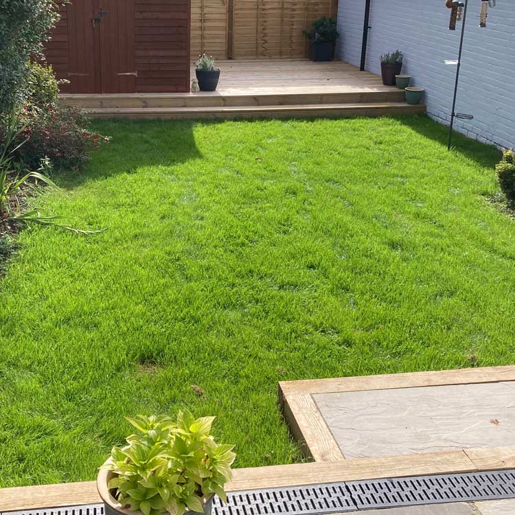 Lawn over-seeding, Buckinghamshire and Oxfordshire