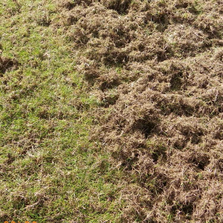 Lawn scarification, Buckinghamshire and Oxfordshire